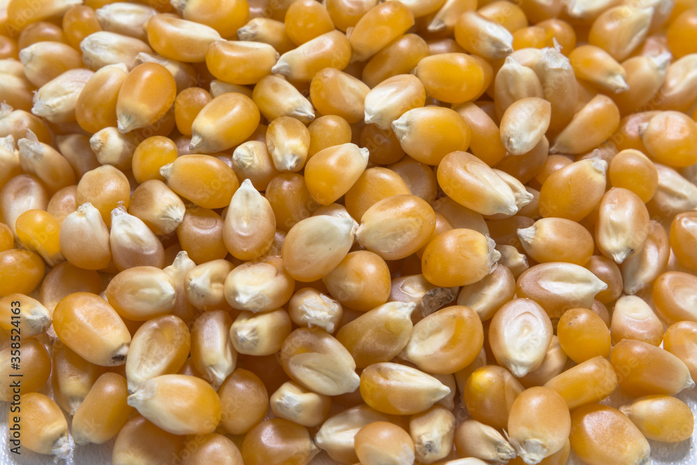 Many corn seeds, nutritious food Many corn seeds, nutritious food