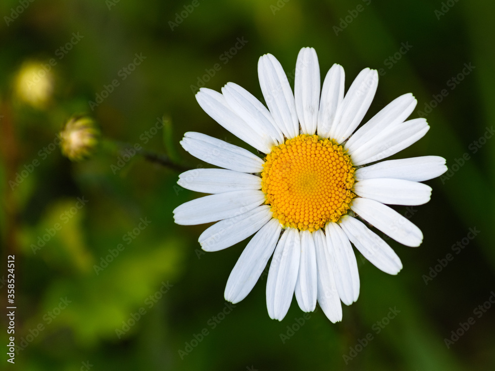 Obraz premium White daisy flower
