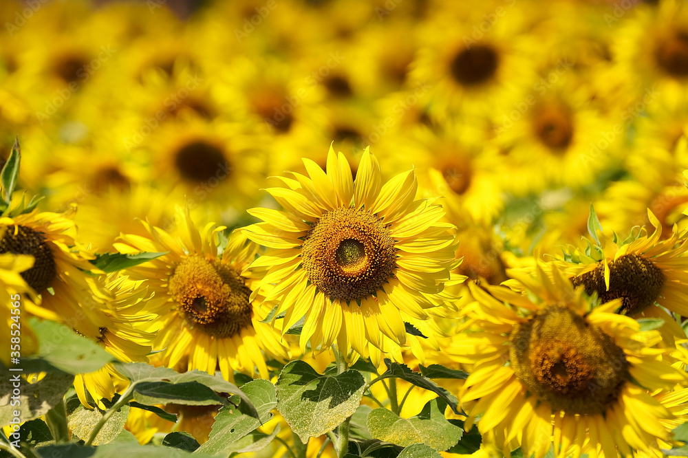 Naklejka premium field of sunflowers in summer