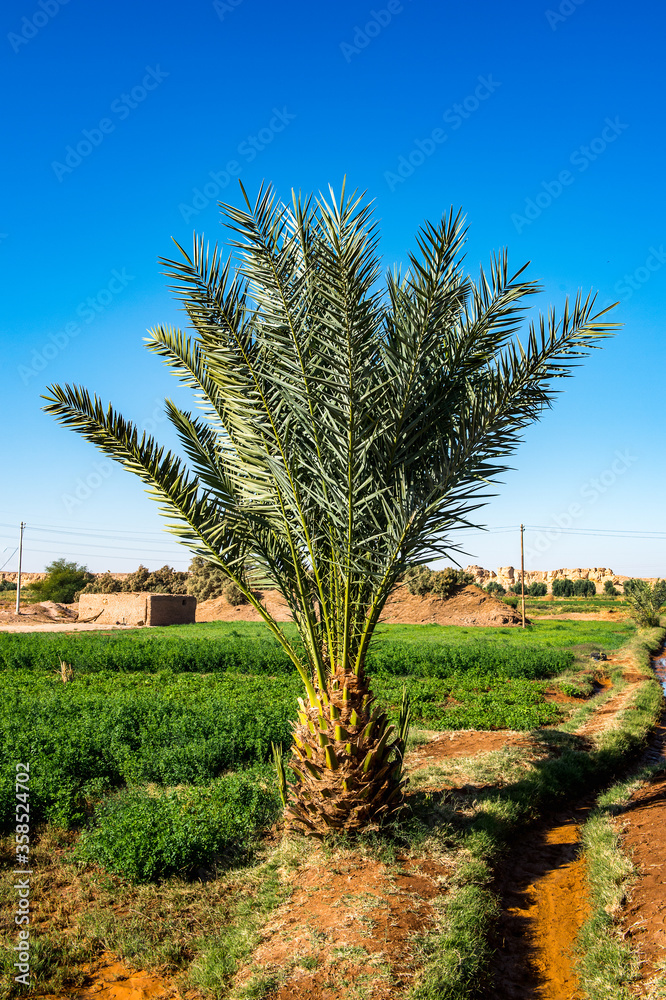 It's Nature in the Dakhla Oasis, Western Desert, Egypt