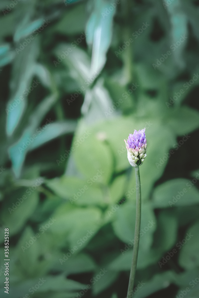 Fototapeta premium butterfly on flower