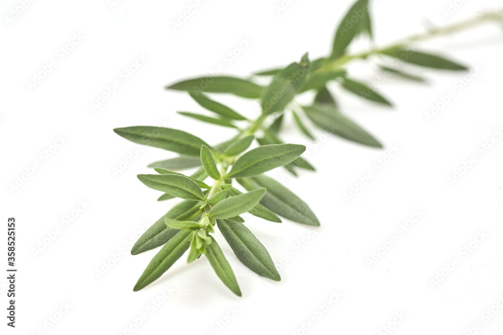 Fresh green rosemary isolated on white, top view. Aromatic herb. Fresh green rosemary isolated on white, top view. Aromatic herb.