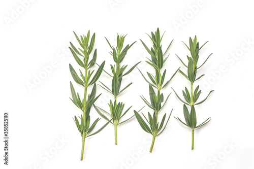 Fresh green rosemary isolated on white  top view. Aromatic herb.