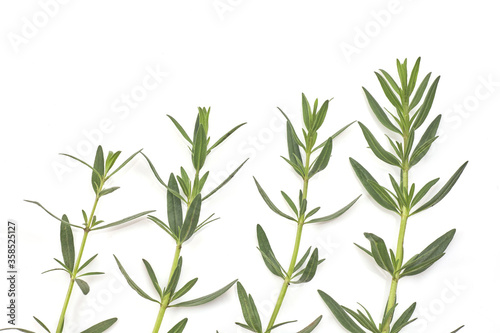 Fresh green rosemary isolated on white, top view. Aromatic herb.