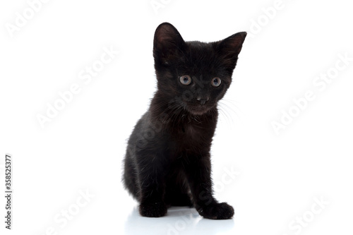 small black cat