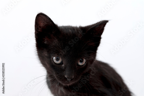 small black cat