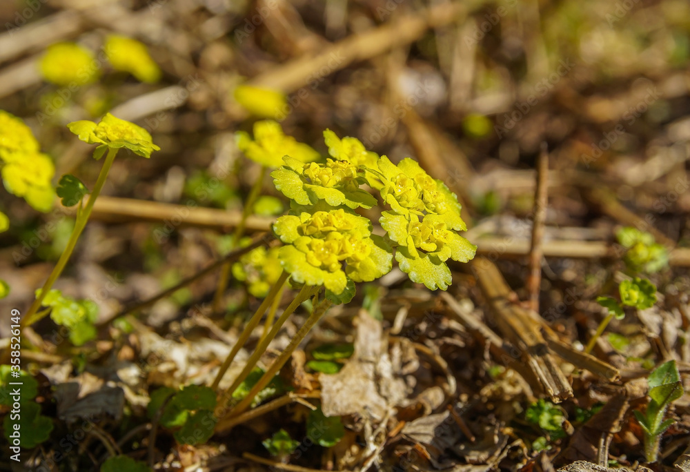 yellow beautiful flowers in the woods in the sun yellow beautiful flowers in the woods in the sun