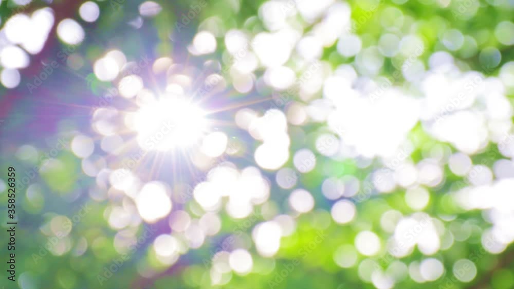 4K UHD Beautiful blur natural green  with Sunlight shining through the leaves of trees, Natural blur background, Abstract nature green bokeh background. leaves moving with the wind.
