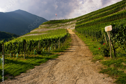 Vineyards in Alto Adige photo