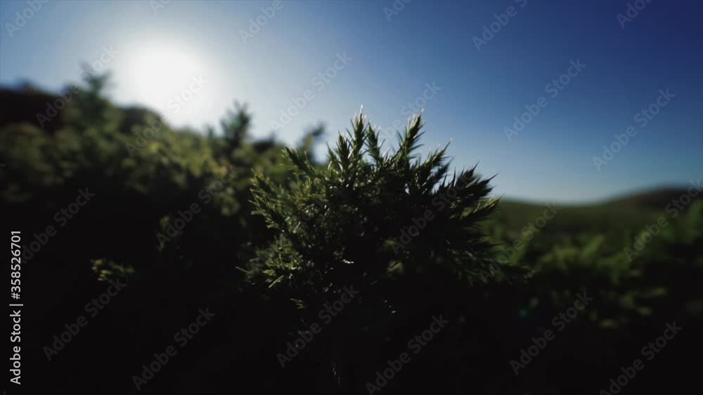 A spikey green plant with blue sky nature background A spikey green plant with blue sky nature background