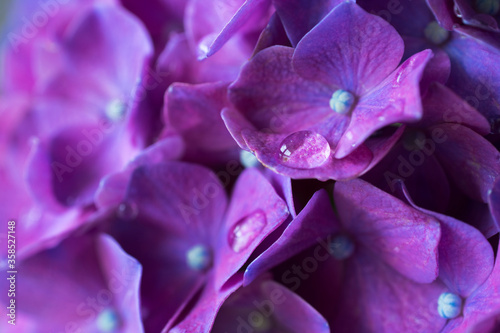 紫陽花（あじさい）
