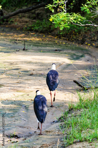 Woolly-necked stork (Ciconia episcopus), Yala National Park, Sri Lanka photo