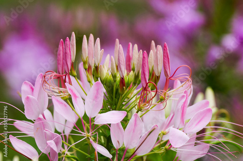 pink flowers in the garden