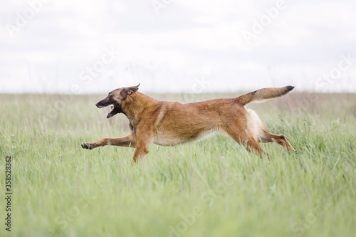 Belgian Shepherd dog (Malinois dog)