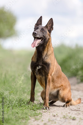 Belgian Shepherd dog  Malinois dog 