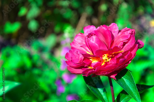 Purple peony flower bloom on blurred background