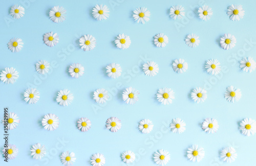 Beautiful flower pattern.Fresh, white daisies on pastel blue background. Top view. Soft light color.Mockup for special offers as advertising or other ideas. Flat lay. 