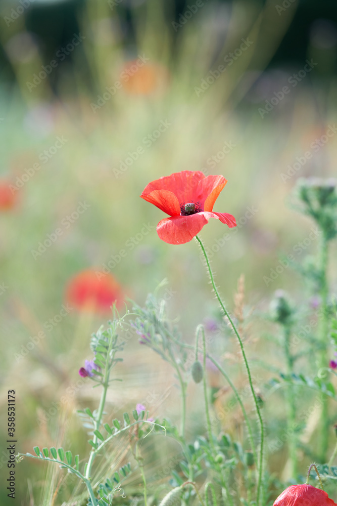Fototapeta premium Isolated red poppy flower
