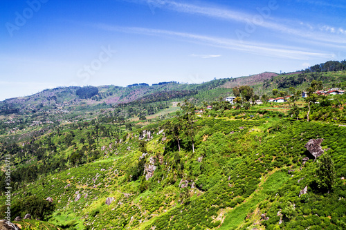 Tea plantations in Sri Lanka photo