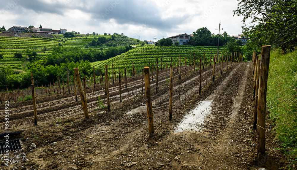 Planting new grapevines in vineyard Goriska Brda in Slovenia.