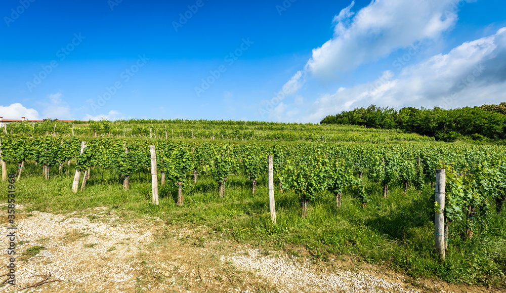 View of famous wine region Goriska Brda hills in Slovenia. View of famous wine region Goriska Brda hills in Slovenia.