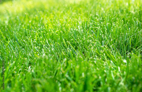 Close-up of healthy green grass lawn in sunshine, shallow focus, detail photo
