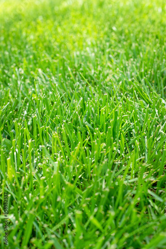 Close-up of green healthy grass lawn in summer, sunshine, shallow focus
