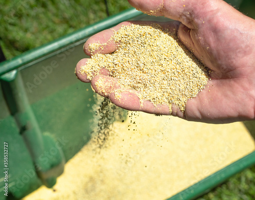 Closeup of man's hand holding grass lawn fertilizer and herbicide chemical granules with lawn spreader in background