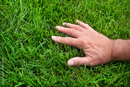 Closeup of man's hand in thick healthy green lawn grass, no weeds