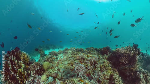 Reef Coral Scene. Tropical underwater sea fish. Hard and soft corals, underwater landscape. Panglao, Bohol, Philippines. © Alex Traveler