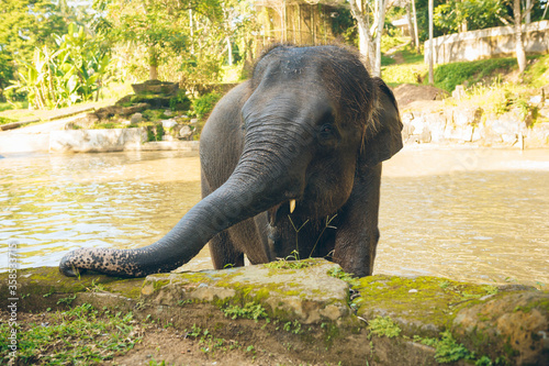Elephant daily bath in the lake. Happy elephant