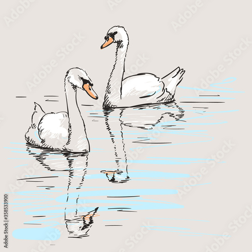 swan