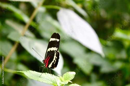 Schmetterling auf Brenesselblatt  photo