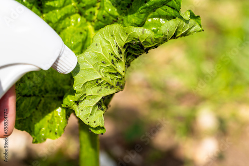 Rhubarb plant infected by many black aphids