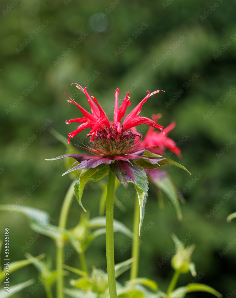 Monarda didyma, bergamote ou monarde à jolie fleur rouge écarlate Monarda didyma, bergamote ou monarde à jolie fleur rouge écarlate