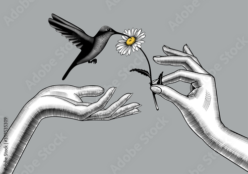 Engraved drawing of a two female hands with a chamomile flower and a hummingbird