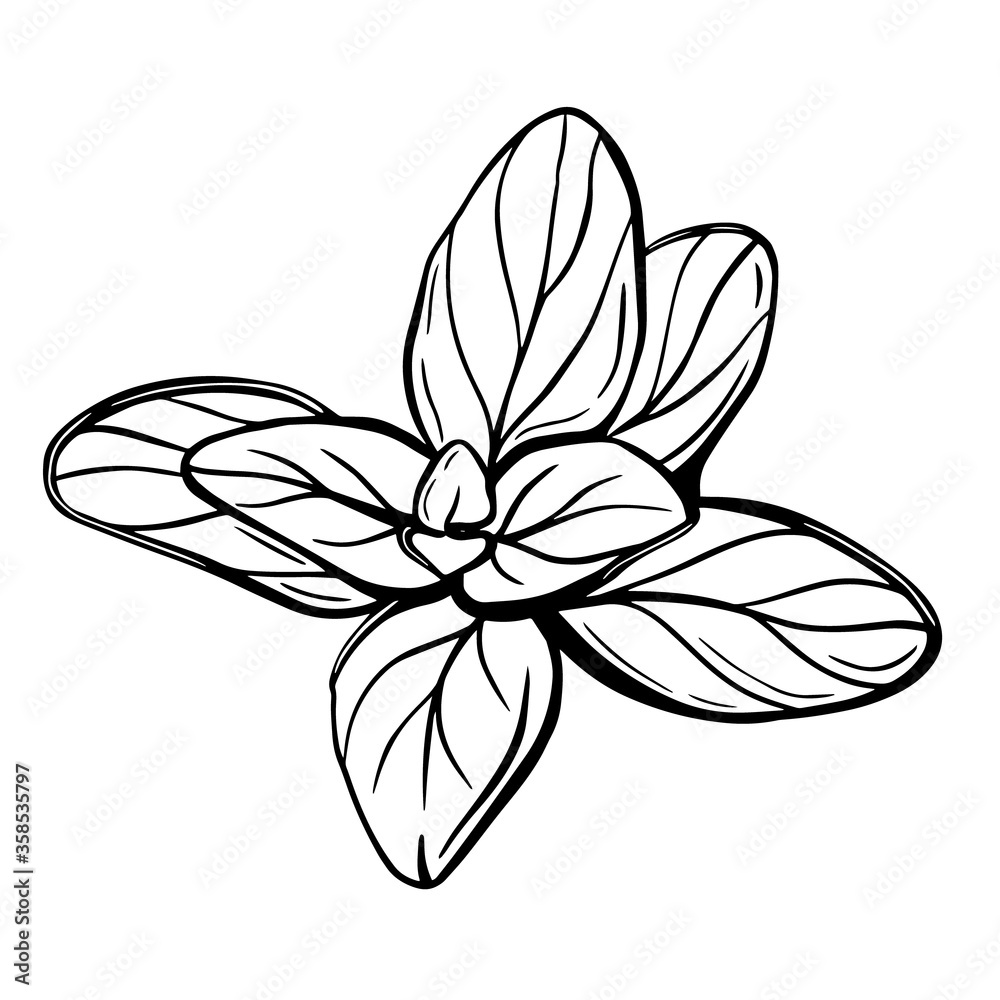 Obraz premium Oregano leaves isolated on a white background. Oregano is a flavorful condiment. Hand-drawn vector illustration