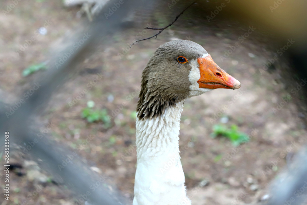 a goose, portrait 