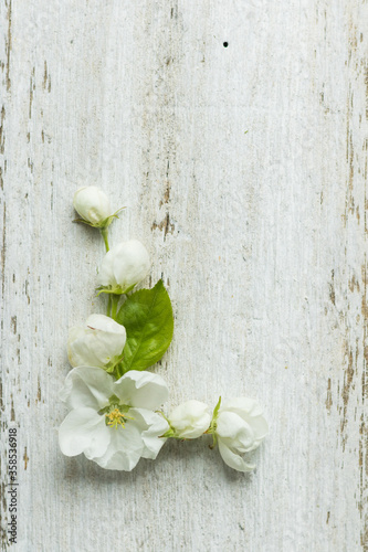 Buds and leaves of apple tree on a white wooden background, flower alphabet. Letter L