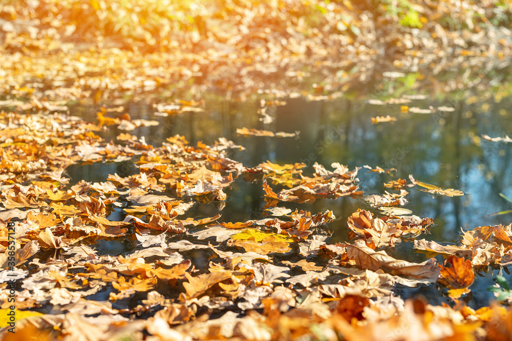 Dried autumnal fallen oak leaves floating on surface of water pond or lake at scenic park or forest on bright sunny day. Fall golden foliage with trees reflection. Autumn nature color background Dried autumnal fallen oak leaves floating on surface of water pond or lake at scenic park or forest on bright sunny day. Fall golden foliage with trees reflection. Autumn nature color background