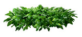 Eucrosia bicolor leaves, Green shrubs isolated on white background with clipping path