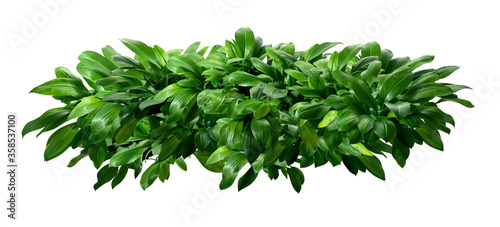 Fotografering Eucrosia bicolor leaves, Green shrubs isolated on white background with clipping
