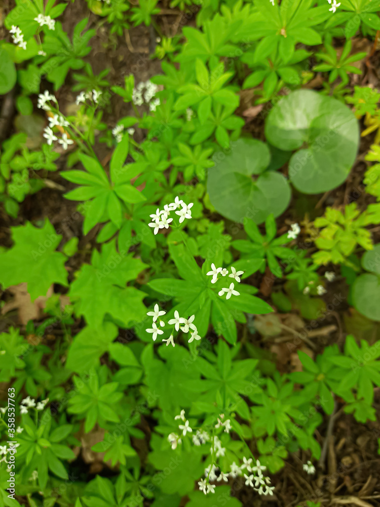 Small white flowers on a background of green leaves. Small white flowers on a background of green leaves.