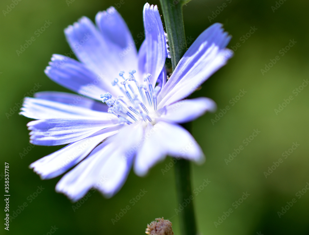 Fototapeta premium Blue chicory flower in the garden in summer