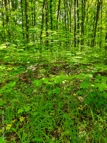 Green spring forest. A lot of green leaves.