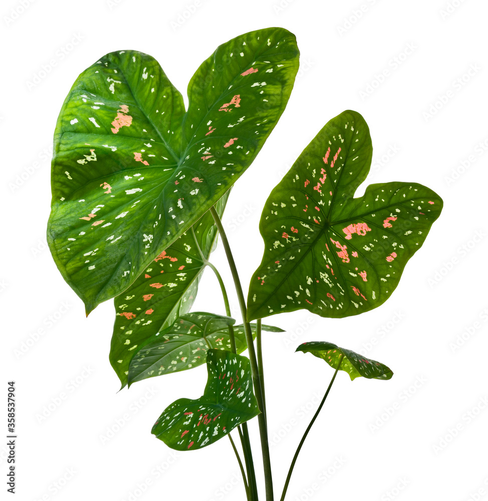 Caladium bicolor leaves, Caladium foliage isolated on white background