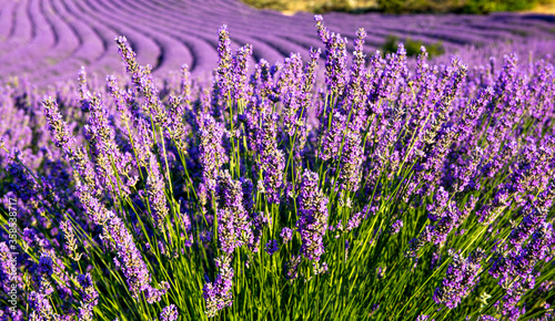Field of lavender flowers, harvesting 