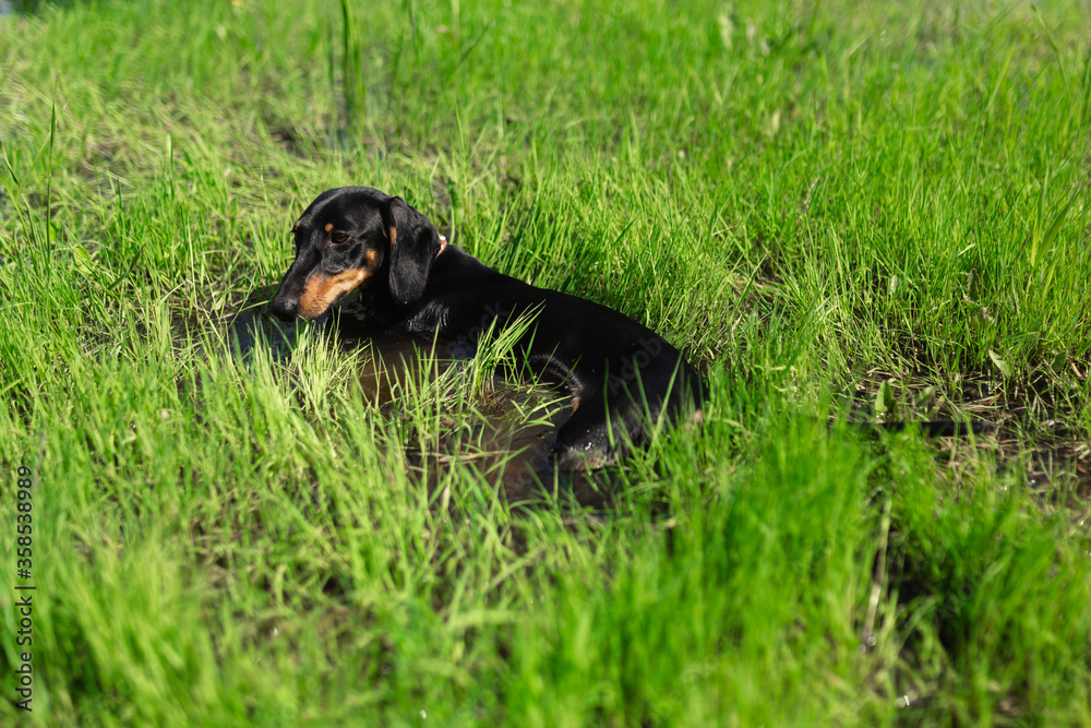 A purebred dog lies in the water surrounded by green grass. Resting animal during the heat.