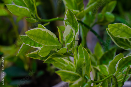 Branch of houseplant ficus benjamina with variegated leaves. selective focus, copy space. 