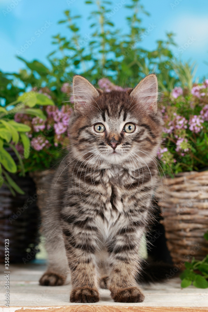 Cute brown tabby kitten in summer decoration